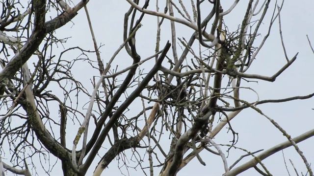 Растения паразиты высосали жизненные соки из дерева...