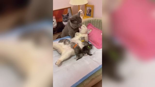 Милые котята #кошки #кошкимилые #милыекошки #котики #котикимилые #мягкиекошки #пушистыекошки