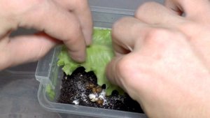 Улитки ахатины - 1 неделя. Маленькие улитки ахатины - уход