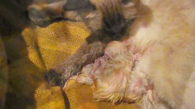 Кошка родила котят, а кот (батя) наблюдает смотреть онлайн