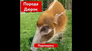 Порода Дюрок — старинная порода домашних свиней #shorts #pig