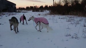 Borzoi  Full moon night