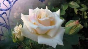 Василий Горшков Я ЛЮБЛЮ ТЕБЯ ДО СЛЕЗз