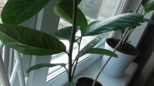 Лимон Пандероза (Киевский крупноплодный) в домашних условиях. Часть3