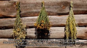Как сушить травы в домашних условиях