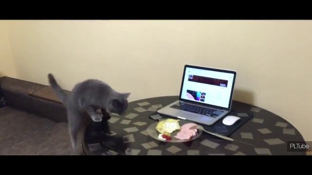 Как отучить кота лазить на стол. Робот отучать кот стол. как отучить щенка прыгать на стол.