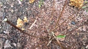 Обрезка метельчатой гортензии Скайфолл, ноябрь 2022#prunning hydrangea panicul Skyfall, Nov 2022