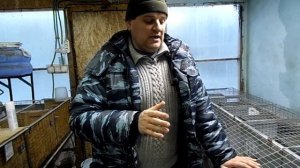 КОРМЛЕНИЕ крольчат. день 15