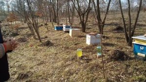 Подкормка пчел весной.сахарным сиропом.Стимуляция пчёл к выращиванию расплода.Па
