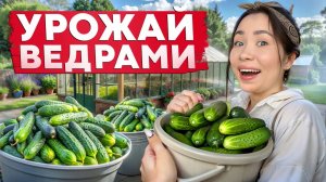 ОГУРЦОВ будет КУЧА, если вырастить так! Эти секреты НЕ знают даже опытные садоводы