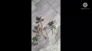 kalanchoe propagation- very easy method of growing kalanchoe ....