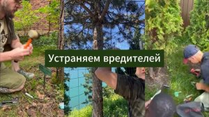 Спасаем деревья 15 лет! Компания «Здоровое дерево»