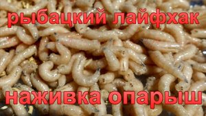 Хитрость для рыбака. Часть 1. Крупный опарыш.