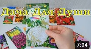 ФЕВРАЛЬ: какие ЦВЕТЫ пора сеять на РАССАДУ????