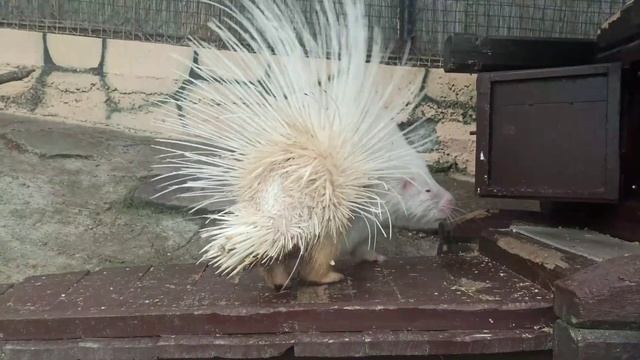 ГЕЛЕНДЖИК 2021 ХОХЛАТЫЙ ДИКОБРАЗ ЖИВОТНЫЕ САФАРИ-ПАРКА смотреть онлайн