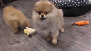 ПУШИСТИКИ щенки ШПИЦА 3 месяца