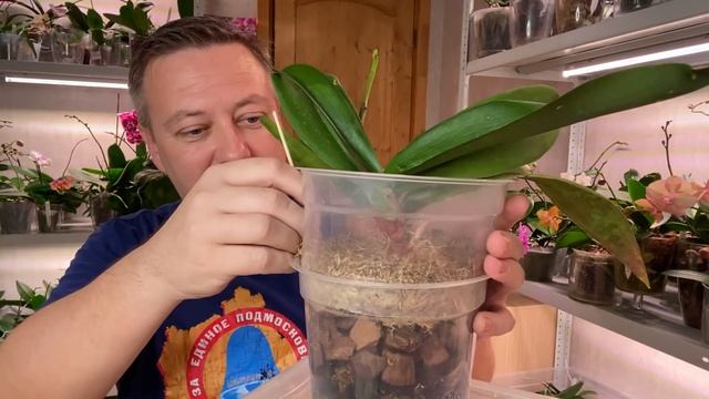 ВОЗДУШНЫЕ КОРНИ ОРХИДЕИ дать направление росту внутрь горшка и защитить от пересыхания у орхидеи смотреть онлайн