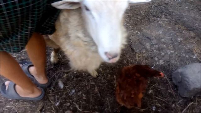 Разведение овец. Минусы и недостатки овцеводства.