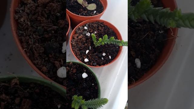 Sukulent crassula muscosa lycopodioides Prenses Çamı