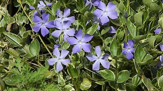 Vinca major 'Variegata'
