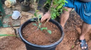 LEMON TREE FLOWERING SECRETS ചെറുനാരങ്ങ കായ്ക്കുന്നില്ലേ ?. ഇങ്ങിനെ ചെയ്താൽ കായ്ഫലം ഉറപ്പ്