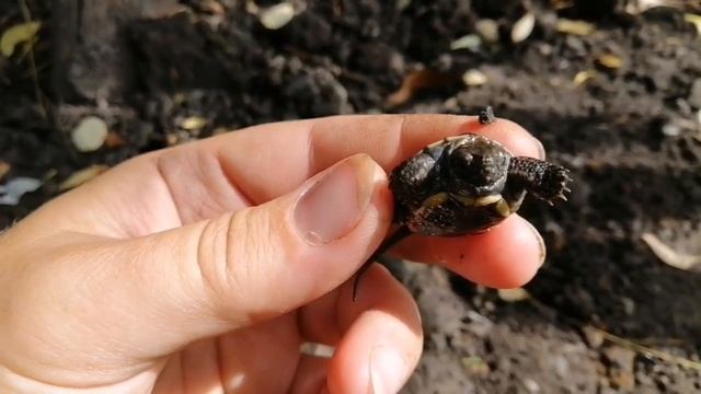 Спасение одной черепахи ? смотреть онлайн
