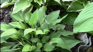 ХОСТЫ.  НЕЖНОЕ ЦВЕТЕНИЕ ХОСТ НАЧИНАЕТСЯ!