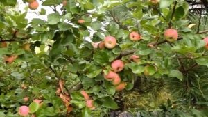 Магнолия Susan - летнее цветение