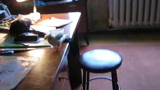 Попугай VS собака.avi смотреть онлайн