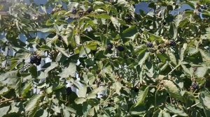 Ежевика Натчез, ранний сорт с крупной ягодой!