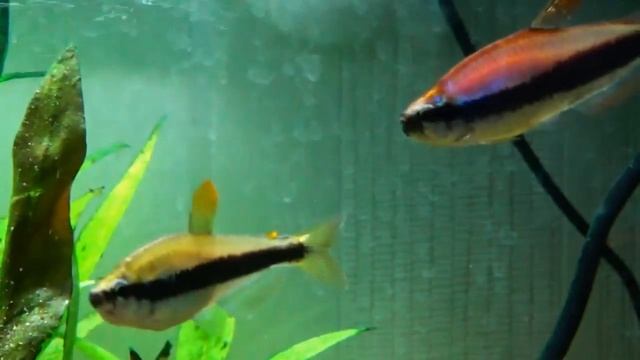 Тетра керри (Inpaichthys kerri, Пурпурная императорская, Королевская ложная) смотреть онлайн