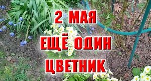 2 мая. Готов еще один цветник. Как он пережил зиму