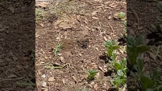 Вот кто ворует овощи у вас на даче! :) смотреть онлайн