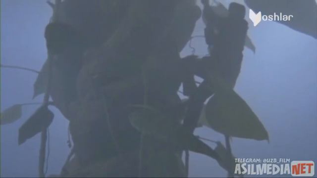 Jek va loviya poyasi2023 O'zbek tilida смотреть онлайн