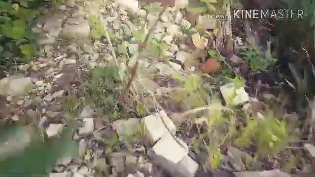 Пародия почему воют волки? смотреть онлайн