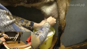 Доение нубийской козы Веши, ручным и машинным способом