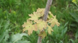 Парк " ЮБИЛЕЙНЫЙ" Сообщество " Донской Край"