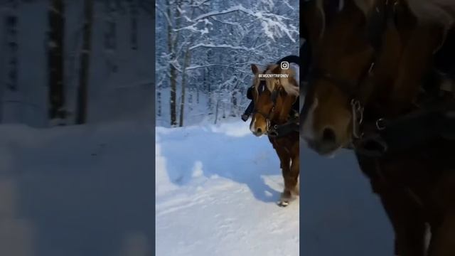 Лошадь и сани в Зимнем горном парке Рускеала