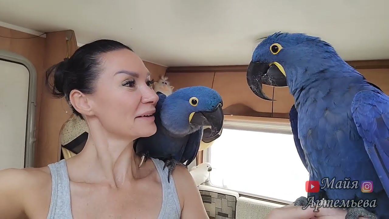 Раздвоение Гиацинтового попугая!