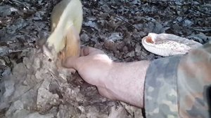 Белые грибы в дубово-грабовом лесу