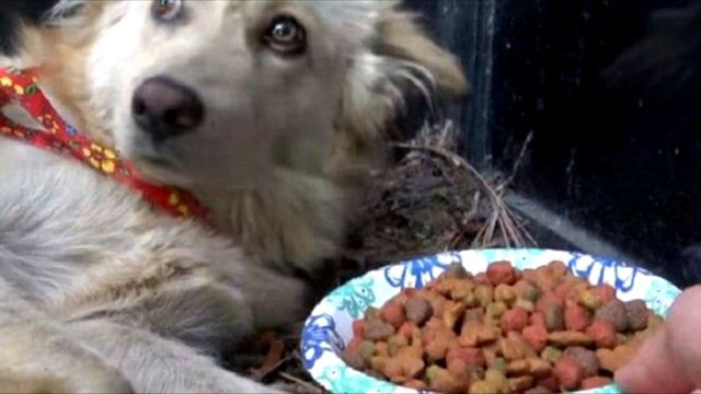 Кто то сильно ударил собаку и спокойно ушёл. А пёс в оцепенении остался лежать, ожидая помощи смотреть онлайн