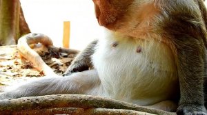 Super Cutest !! Adorable Young Ginger Macaque Was Grooming And Finding Lice For Big Brinn Macaque