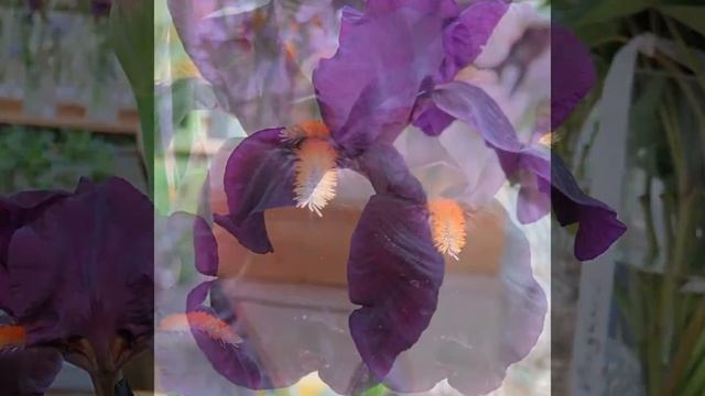 В мире цветов. Аптекарский огород.. Л.В.Саповская смотреть онлайн