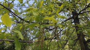 Как дуб цветет молодые листочки