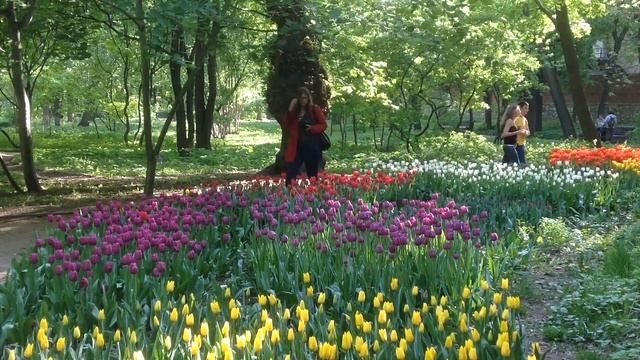 Аптекарский огород. Весенний фестиваль цветов. смотреть онлайн