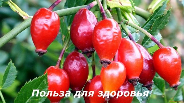 ШИПОВНИК.  90% ЛЮДЕЙ НЕ ЗНАЕТ НАСКОЛЬКО ПОЛЕЗНО ШИПОВНИК ДЛЯ ЗДОРОВЬЯ ЧЕЛОВЕКА. ЗДОРОВАЯ ЖИЗНЬ.