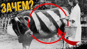 Зачем на коровах рисовали БЕЛЫЕ ПОЛОСЫ во времена Второй Мировой? | Интересный факт