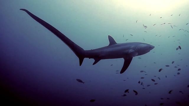 Thresher Shark in the Philippines- Nikon Coolpix AW130 смотреть онлайн