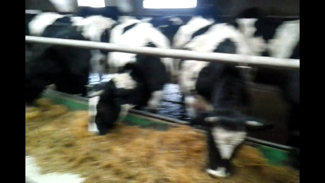 300 голов племенных НЕТЕЛЕЙ ЖДУТ ОТПРАВКИ в казахстан. Продажа КРС живым весом оптом в казахстан смотреть онлайн