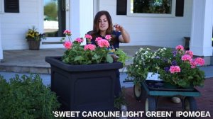 Planting up Containers for Full Sun // Garden Answer